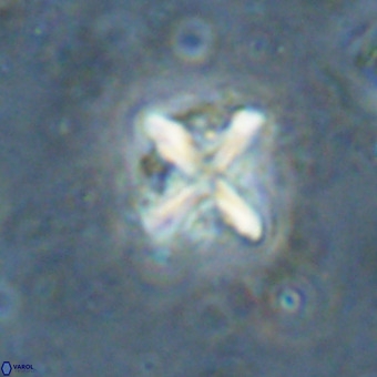Micula vekshinae decussata VR 20979