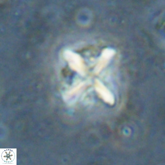 Micula vekshinae decussata VR 20979