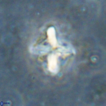 Micula vekshinae decussata VR 20980