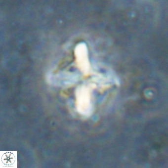 Micula vekshinae decussata VR 20980