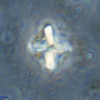 Micula vekshinae decussata VR 20981
