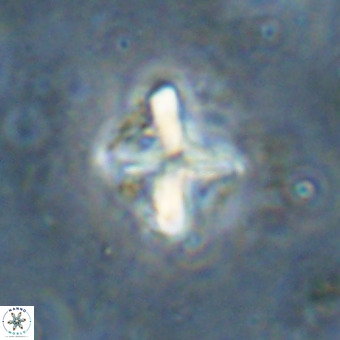 Micula vekshinae decussata VR 20981
