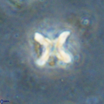 Micula vekshinae decussata VR 20983