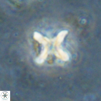 Micula vekshinae decussata VR 20983