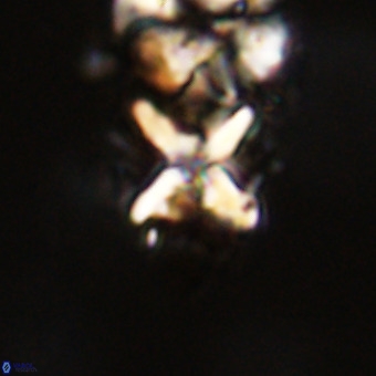Micula vekshinae decussata VR 22216