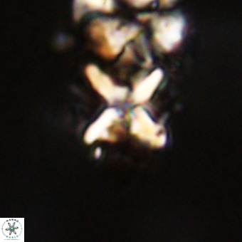 Micula vekshinae decussata VR 22216