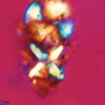 Micula vekshinae decussata VR 22217