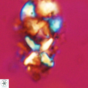 Micula vekshinae decussata VR 22217