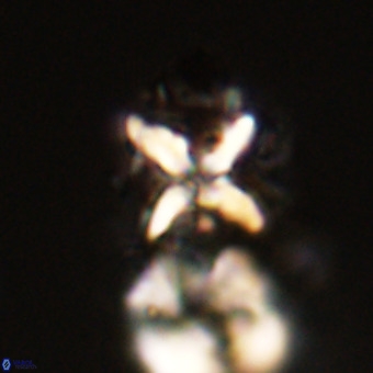 Micula vekshinae decussata VR 22221