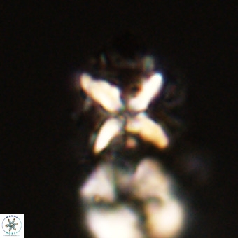 Micula vekshinae decussata VR 22221