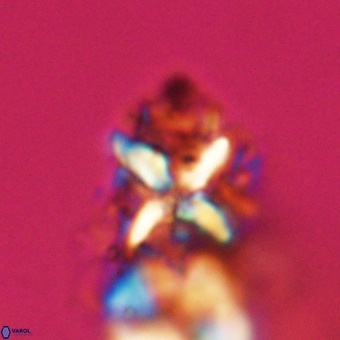 Micula vekshinae decussata VR 22223