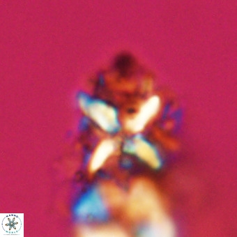 Micula vekshinae decussata VR 22223