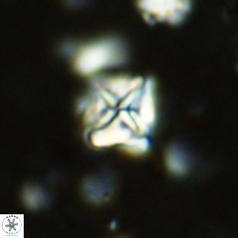 Micula vekshinae VR 11488