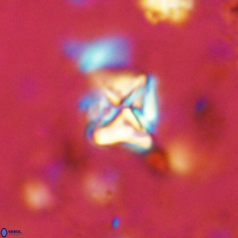 Micula vekshinae VR 11489