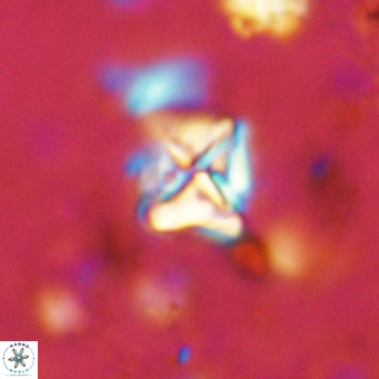 Micula vekshinae VR 11489