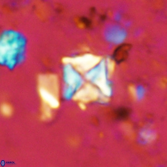 Micula vekshinae VR 11494