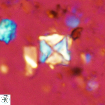 Micula vekshinae VR 11494