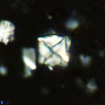 Micula vekshinae VR 11495