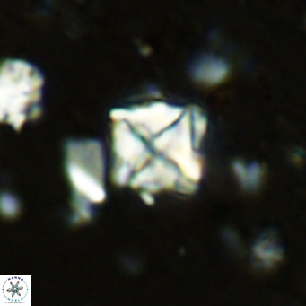 Micula vekshinae VR 11495