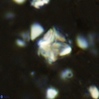 Micula vekshinae VR 11496