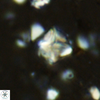 Micula vekshinae VR 11496