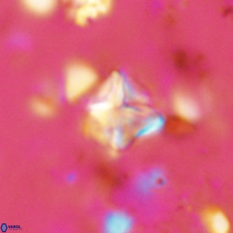 Micula vekshinae VR 11497