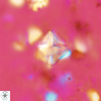 Micula vekshinae VR 11497