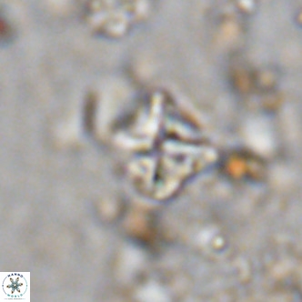 Micula vekshinae VR 11498
