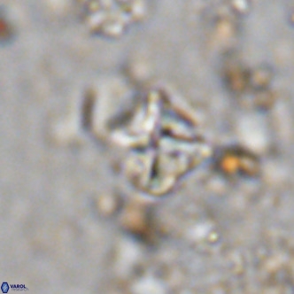 Micula vekshinae VR 11499