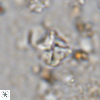 Micula vekshinae VR 11499