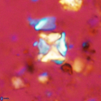 Micula vekshinae VR 11490