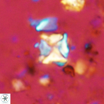 Micula vekshinae VR 11490
