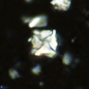Micula vekshinae VR 11491