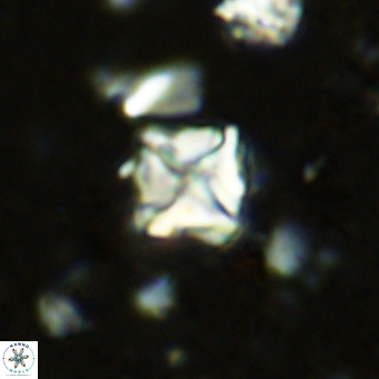 Micula vekshinae VR 11491