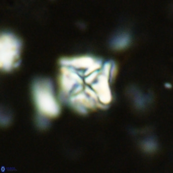 Micula vekshinae VR 11492
