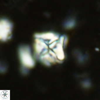 Micula vekshinae VR 11492