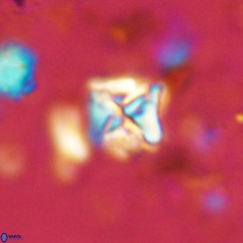 Micula vekshinae VR 11493