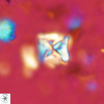 Micula vekshinae VR 11493