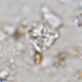 Micula vekshinae VR 11504