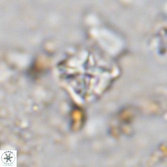 Micula vekshinae VR 11504