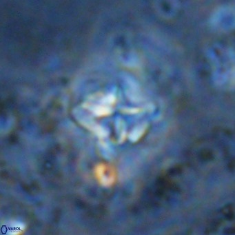 Micula vekshinae VR 11505