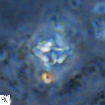Micula vekshinae VR 11505