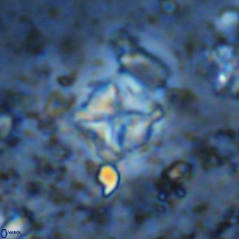 Micula vekshinae VR 11506