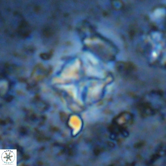 Micula vekshinae VR 11506