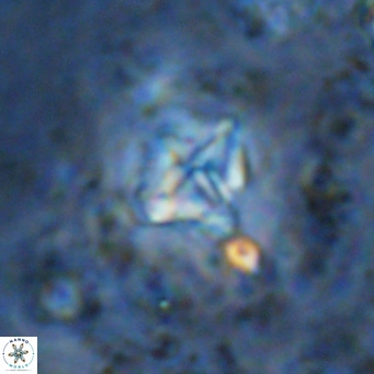 Micula vekshinae VR 11507