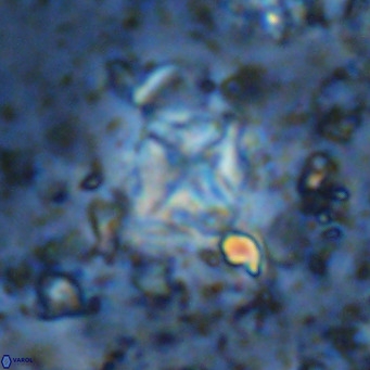 Micula vekshinae VR 11508
