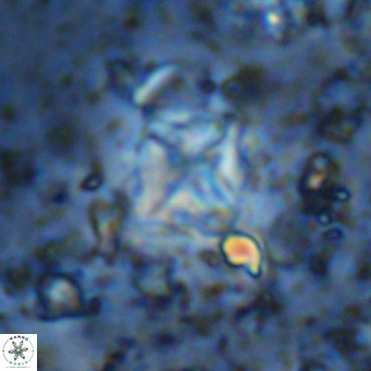Micula vekshinae VR 11508