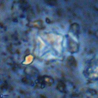Micula vekshinae VR 11509