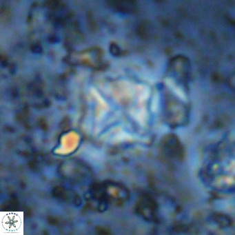 Micula vekshinae VR 11509
