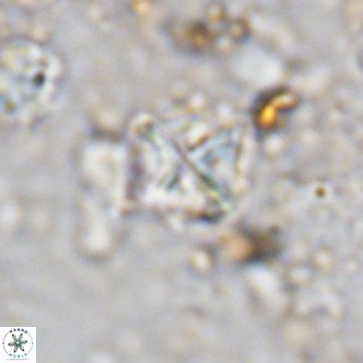 Micula vekshinae VR 11500